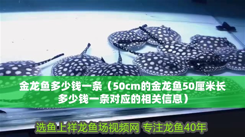 金龍魚多少錢一條（50cm的金龍魚50厘米長多少錢一條對應的相關信息）