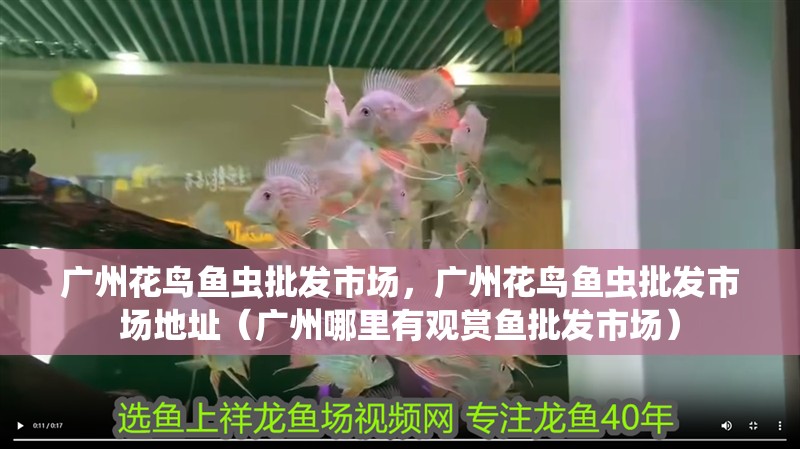 廣州花鳥魚蟲批發(fā)市場(chǎng)，廣州花鳥魚蟲批發(fā)市場(chǎng)地址（廣州哪里有觀賞魚批發(fā)市場(chǎng)）