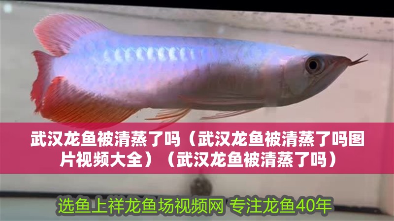 武漢龍魚被清蒸了嗎（武漢龍魚被清蒸了嗎圖片視頻大全）（武漢龍魚被清蒸了嗎）