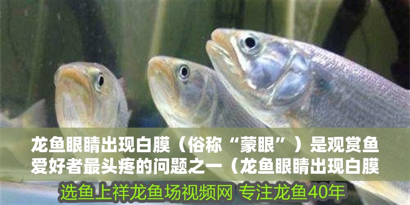 龍魚眼睛出現(xiàn)白膜（俗稱“蒙眼”）是觀賞魚愛好者最頭疼的問(wèn)題之一（龍魚眼睛出現(xiàn)白膜怎么辦）