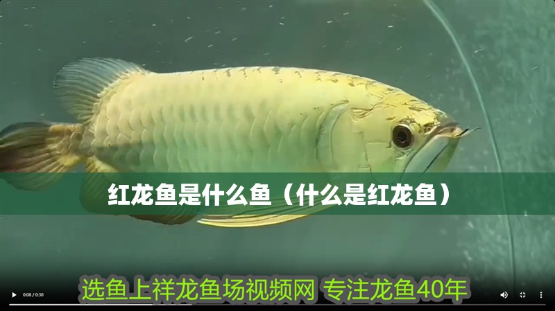 紅龍魚是什么魚（什么是紅龍魚）