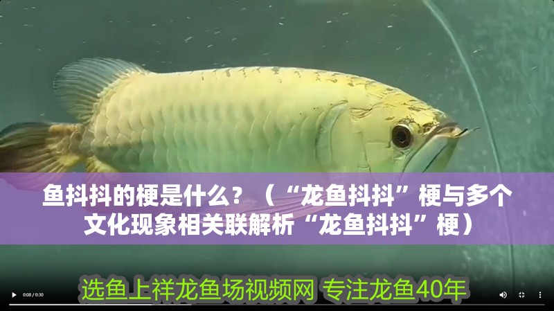 魚抖抖的梗是什么？（“龍魚抖抖”梗與多個文化現象相關聯解析“龍魚抖抖”梗）