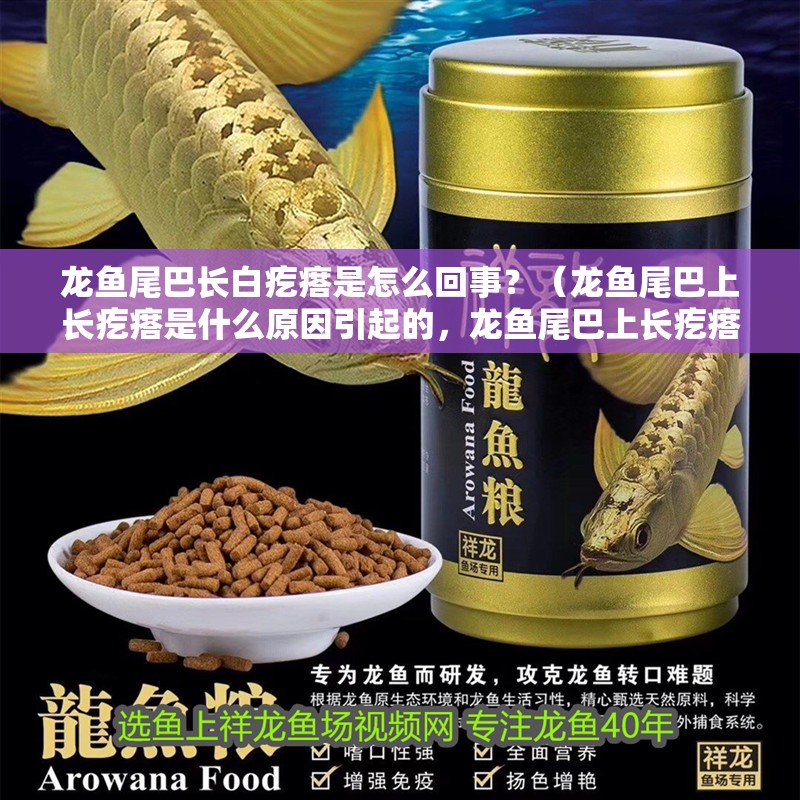 龍魚尾巴長白疙瘩是怎么回事？（龍魚尾巴上長疙瘩是什么原因引起的，龍魚尾巴上長疙瘩是什么原因）