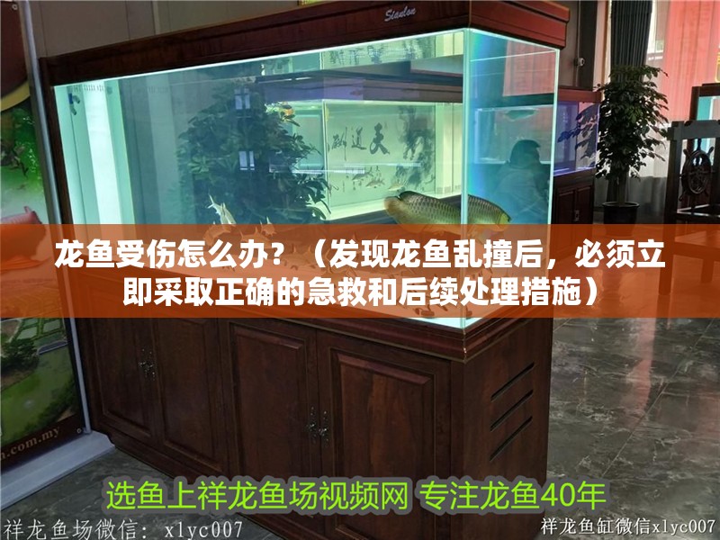 龍魚受傷怎么辦？（發現龍魚亂撞后，必須立即采取正確的急救和后續處理措施）