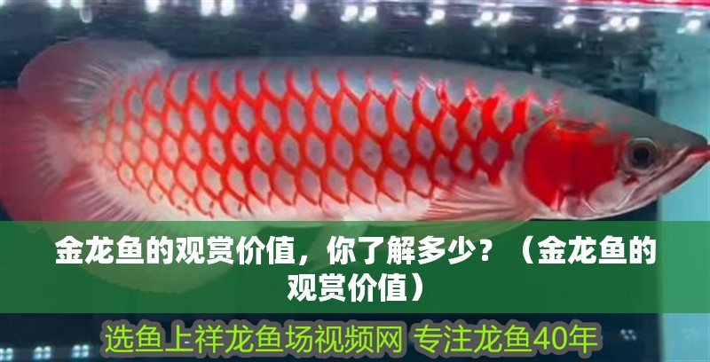 金龍魚的觀賞價值，你了解多少？（金龍魚的觀賞價值）