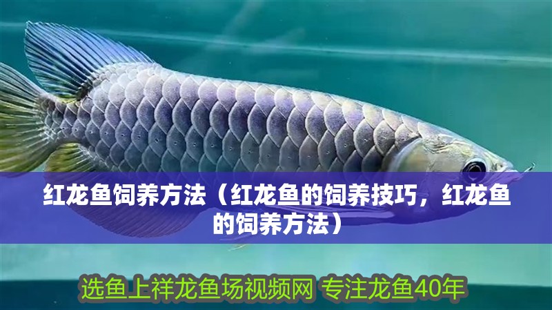 紅龍魚飼養(yǎng)方法（紅龍魚的飼養(yǎng)技巧，紅龍魚的飼養(yǎng)方法）