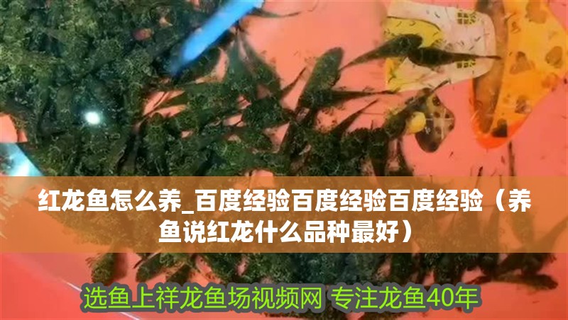紅龍魚怎么養(yǎng)_百度經(jīng)驗(yàn)百度經(jīng)驗(yàn)百度經(jīng)驗(yàn)（養(yǎng)魚說(shuō)紅龍什么品種最好）