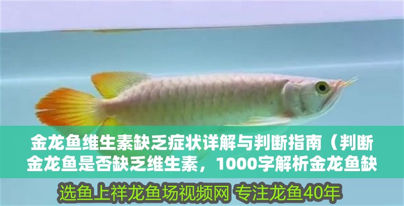 金龍魚維生素缺乏癥狀詳解與判斷指南（判斷金龍魚是否缺乏維生素，1000字解析金龍魚缺乏維生素）