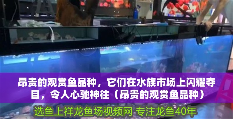 昂貴的觀賞魚品種，它們?cè)谒迨袌?chǎng)上閃耀奪目，令人心馳神往（昂貴的觀賞魚品種）