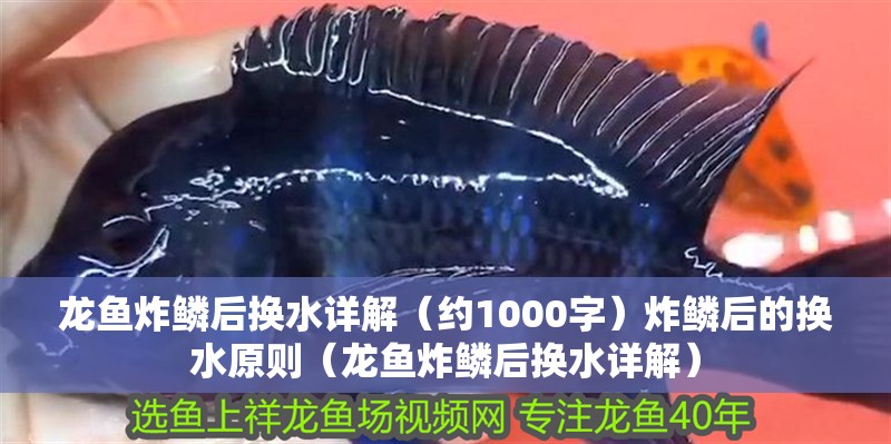 龍魚炸鱗后換水詳解（約1000字）炸鱗后的換水原則（龍魚炸鱗后換水詳解）