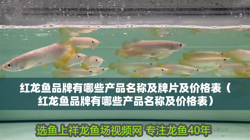 紅龍魚品牌有哪些產品名稱及牌片及價格表（紅龍魚品牌有哪些產品名稱及價格表）