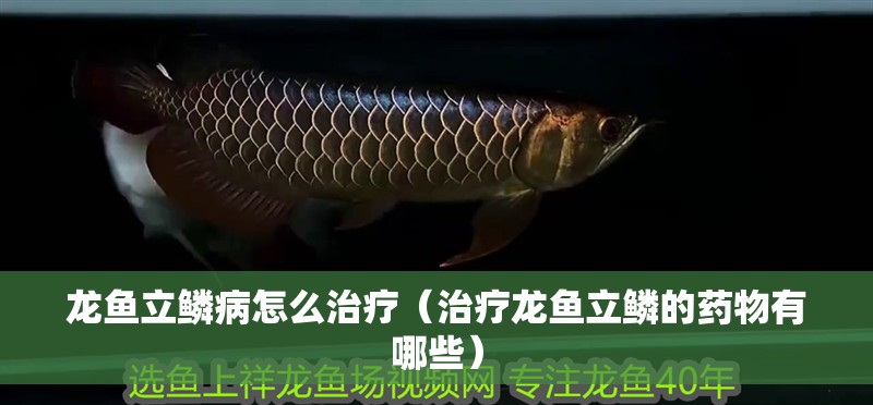 龍魚立鱗病怎么治療（治療龍魚立鱗的藥物有哪些）