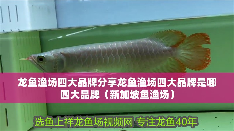 龍魚漁場(chǎng)四大品牌分享龍魚漁場(chǎng)四大品牌是哪四大品牌（新加坡魚漁場(chǎng)）
