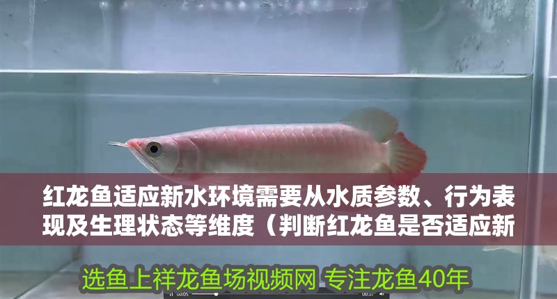 紅龍魚適應新水環境需要從水質參數、行為表現及生理狀態等維度（判斷紅龍魚是否適應新水通常需要一個“適應期”）