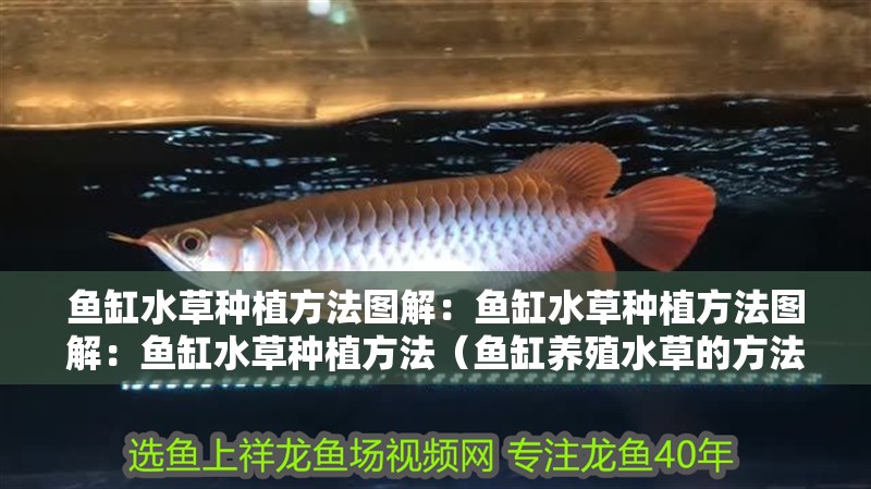 魚缸水草種植方法圖解：魚缸水草種植方法圖解：魚缸水草種植方法（魚缸養殖水草的方法）