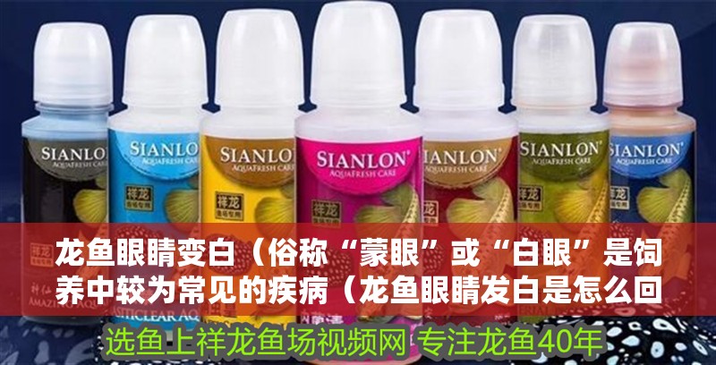 龍魚眼睛變白（俗稱“蒙眼”或“白眼”是飼養中較為常見的疾病（龍魚眼睛發白是怎么回事）
