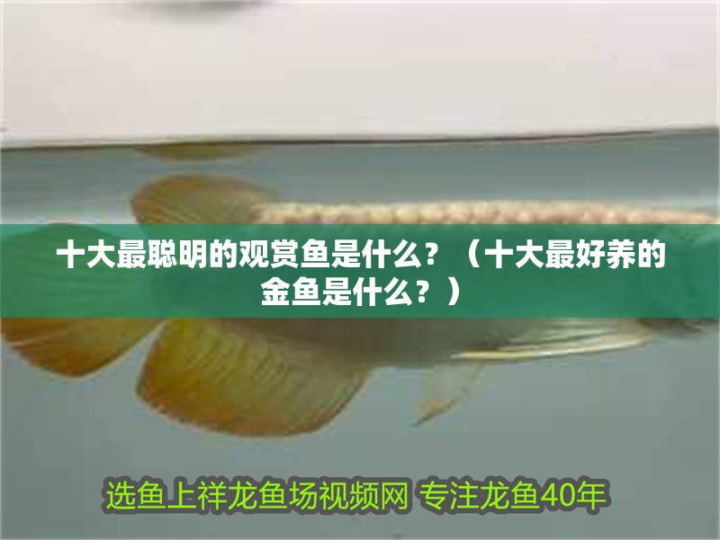 十大最聰明的觀賞魚是什么？（十大最好養(yǎng)的金魚是什么？）