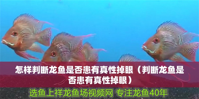 怎樣判斷龍魚是否患有真性掉眼（判斷龍魚是否患有真性掉眼）