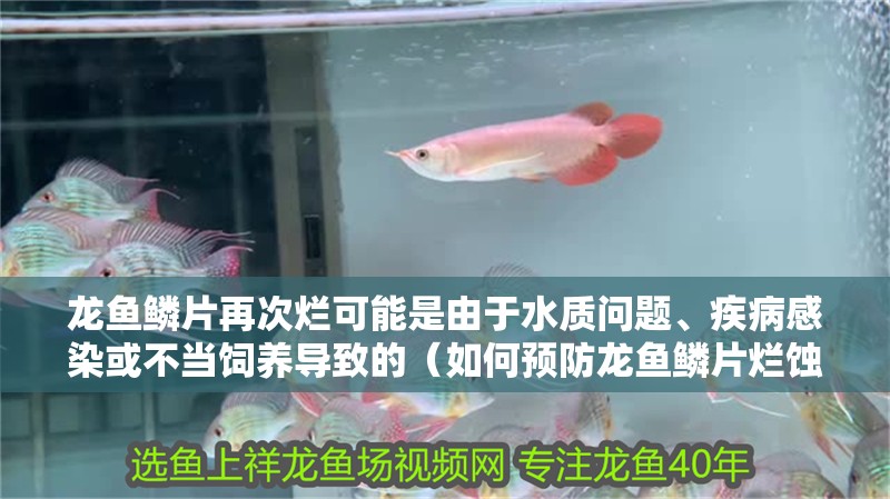 龍魚鱗片再次爛可能是由于水質(zhì)問題、疾病感染或不當飼養(yǎng)導致的（如何預防龍魚鱗片爛蝕）