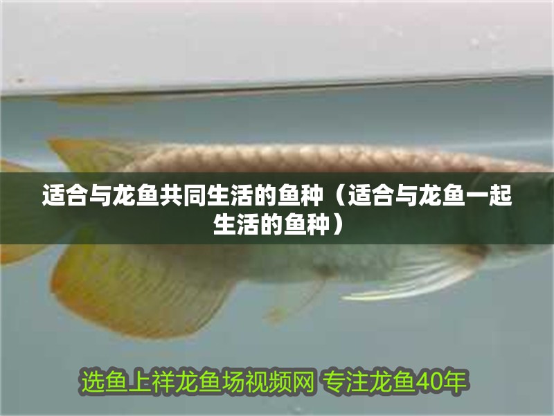 適合與龍魚共同生活的魚種（適合與龍魚一起生活的魚種）