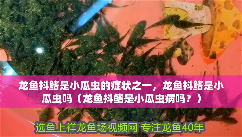 龍魚抖鰭是小瓜蟲的癥狀之一，龍魚抖鰭是小瓜蟲嗎（龍魚抖鰭是小瓜蟲病嗎？）