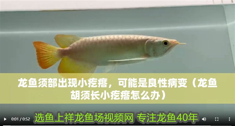 龍魚須部出現小疙瘩，可能是良性病變（龍魚胡須長小疙瘩怎么辦）