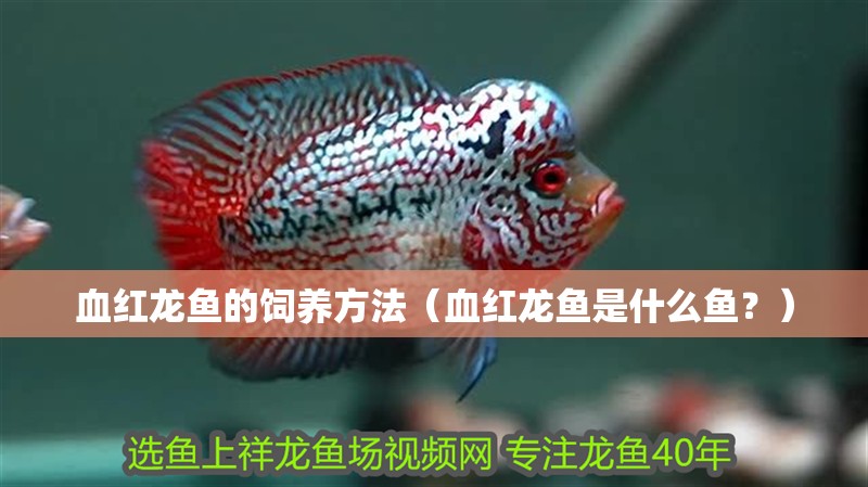 血紅龍魚的飼養(yǎng)方法（血紅龍魚是什么魚？）