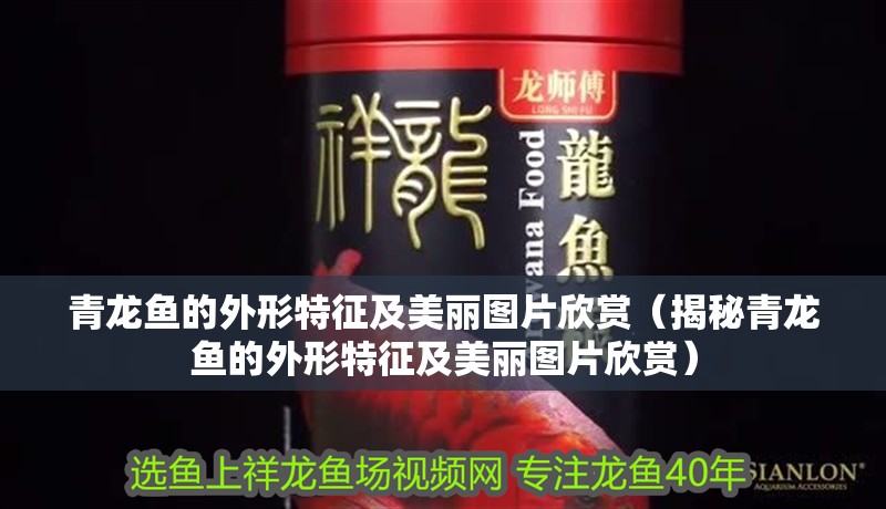 青龍魚的外形特征及美麗圖片欣賞（揭秘青龍魚的外形特征及美麗圖片欣賞）