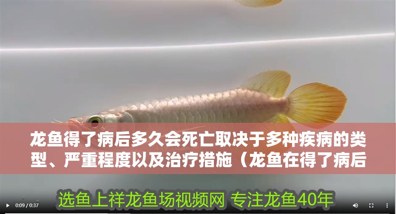 龍魚得了病后多久會死亡取決于多種疾病的類型、嚴重程度以及治療措施（龍魚在得了病后多久會死亡）