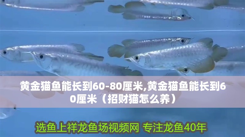 黃金貓魚能長到60-80厘米,黃金貓魚能長到60厘米（招財貓怎么養）