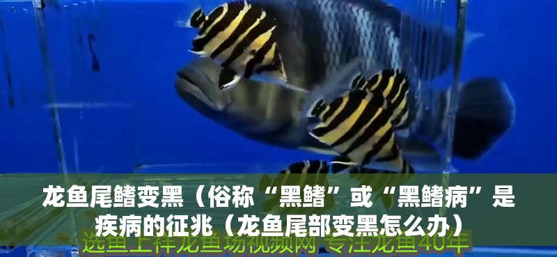 龍魚尾鰭變黑（俗稱“黑鰭”或“黑鰭病”是疾病的征兆（龍魚尾部變黑怎么辦）