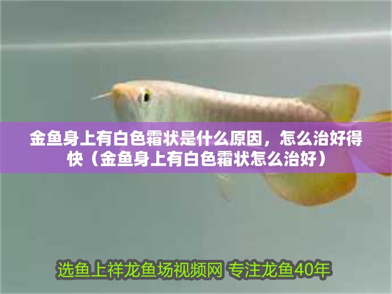 金魚(yú)身上有白色霜狀是什么原因，怎么治好得快（金魚(yú)身上有白色霜狀怎么治好）