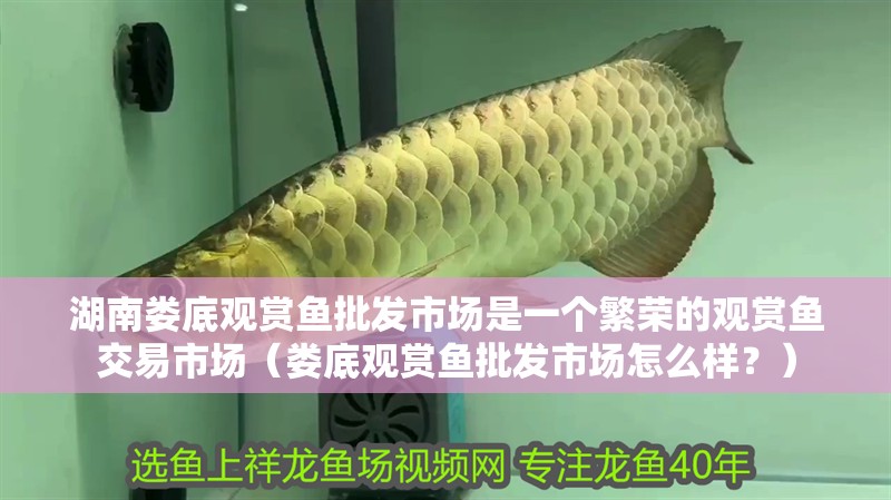 湖南婁底觀賞魚批發(fā)市場(chǎng)是一個(gè)繁榮的觀賞魚交易市場(chǎng)（婁底觀賞魚批發(fā)市場(chǎng)怎么樣？）