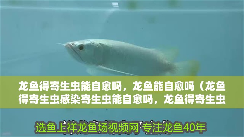 龍魚得寄生蟲(chóng)能自愈嗎，龍魚能自愈嗎（龍魚得寄生蟲(chóng)感染寄生蟲(chóng)能自愈嗎，龍魚得寄生蟲(chóng)能自愈嗎） 龍魚得寄生蟲(chóng)能自愈嗎，龍魚能自愈嗎（龍魚得寄生蟲(chóng)感染寄生蟲(chóng)能自愈嗎，龍魚得寄生蟲(chóng)能自愈嗎） 觀賞魚百科 第2張