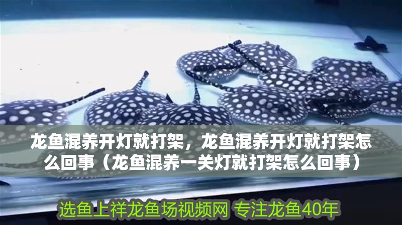 龍魚混養(yǎng)開燈就打架，龍魚混養(yǎng)開燈就打架怎么回事（龍魚混養(yǎng)一關(guān)燈就打架怎么回事）