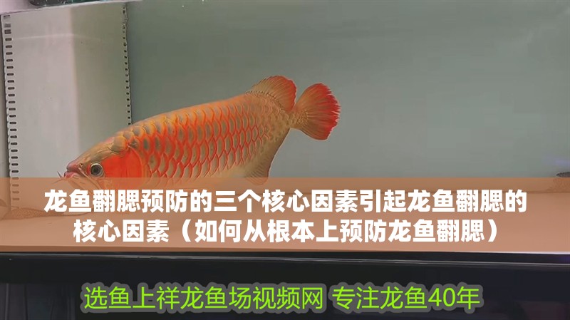 龍魚翻腮預防的三個核心因素引起龍魚翻腮的核心因素（如何從根本上預防龍魚翻腮）