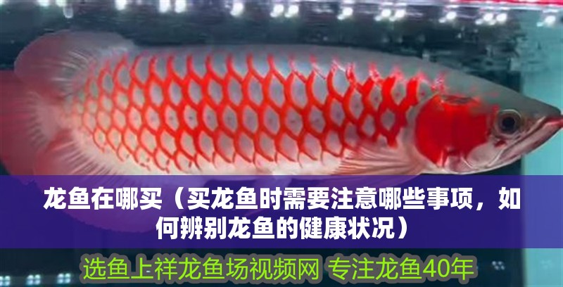 龍魚在哪買（買龍魚時需要注意哪些事項，如何辨別龍魚的健康狀況）