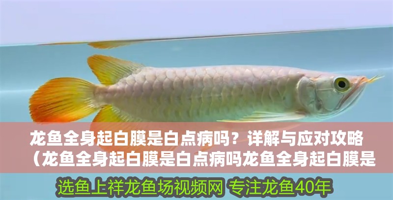 龍魚全身起白膜是白點病嗎？詳解與應對攻略（龍魚全身起白膜是白點病嗎龍魚全身起白膜是白點病嗎）