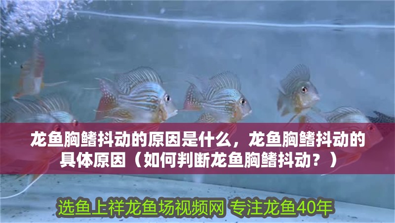 龍魚胸鰭抖動的原因是什么，龍魚胸鰭抖動的具體原因（如何判斷龍魚胸鰭抖動？）