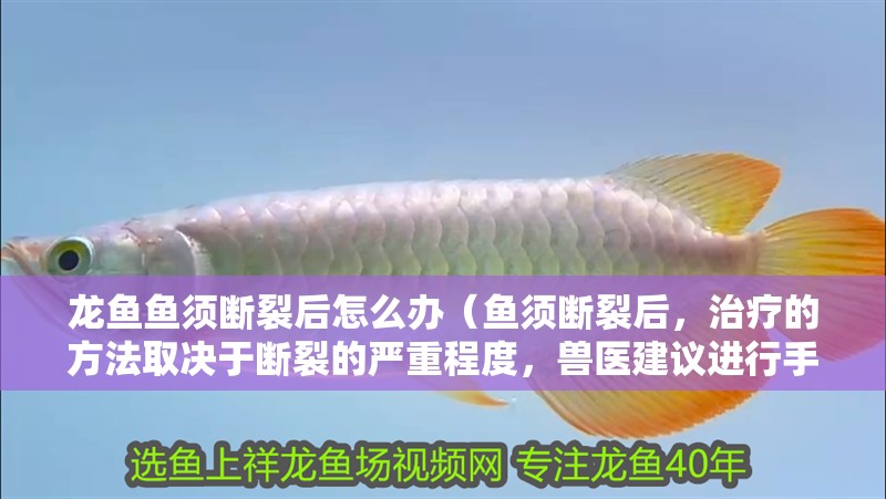 龍魚(yú)魚(yú)須斷裂后怎么辦（魚(yú)須斷裂后，治療的方法取決于斷裂的嚴(yán)重程度，獸醫(yī)建議進(jìn)行手術(shù)修復(fù)）