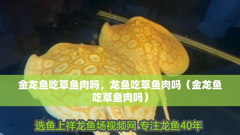 金龍魚吃草魚肉嗎，龍魚吃草魚肉嗎（金龍魚吃草魚肉嗎）