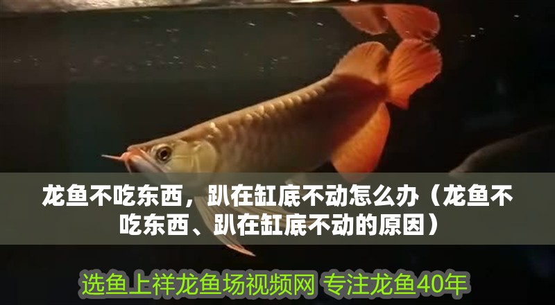 龍魚不吃東西，趴在缸底不動怎么辦（龍魚不吃東西、趴在缸底不動的原因）
