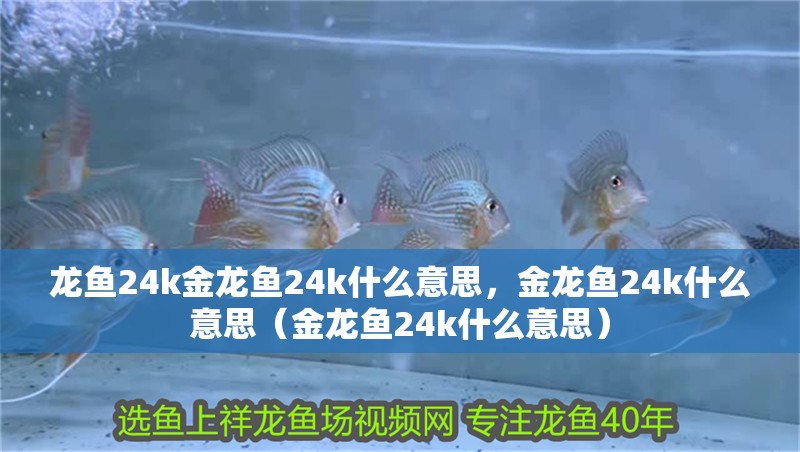龍魚24k金龍魚24k什么意思，金龍魚24k什么意思（金龍魚24k什么意思）