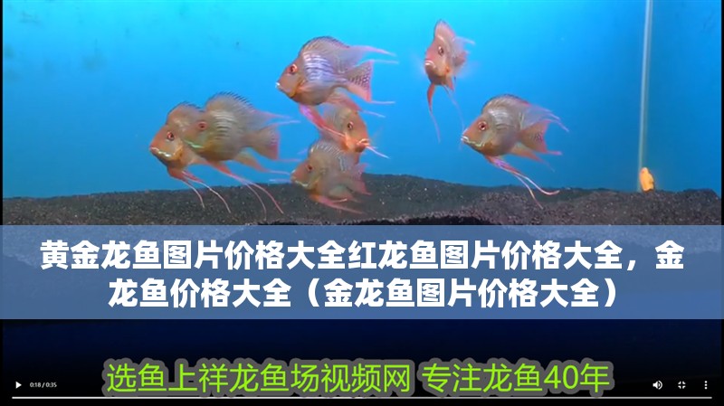 黃金龍魚圖片價格大全紅龍魚圖片價格大全，金龍魚價格大全（金龍魚圖片價格大全）