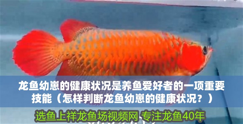 龍魚幼崽的健康狀況是養魚愛好者的一項重要技能（怎樣判斷龍魚幼崽的健康狀況？）