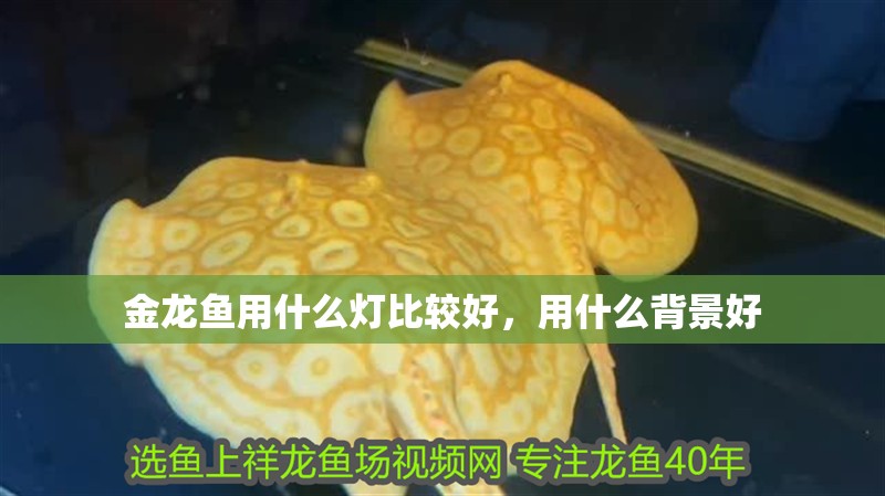 金龍魚用什么燈比較好，用什么背景好