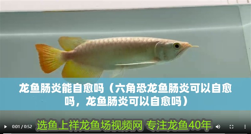 龍魚腸炎能自愈嗎（六角恐龍魚腸炎可以自愈嗎，龍魚腸炎可以自愈嗎）