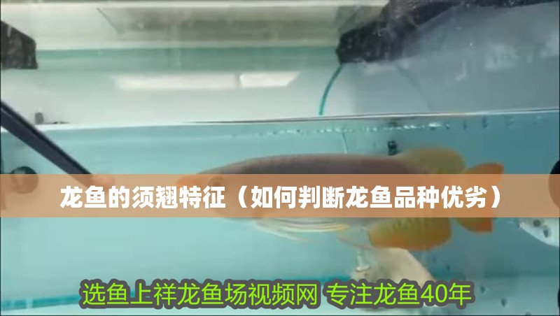 龍魚的須翹特征（如何判斷龍魚品種優劣）