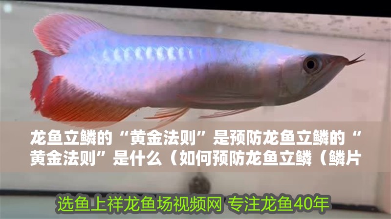 龍魚立鱗的“黃金法則”是預防龍魚立鱗的“黃金法則”是什么（如何預防龍魚立鱗（鱗片翹起））