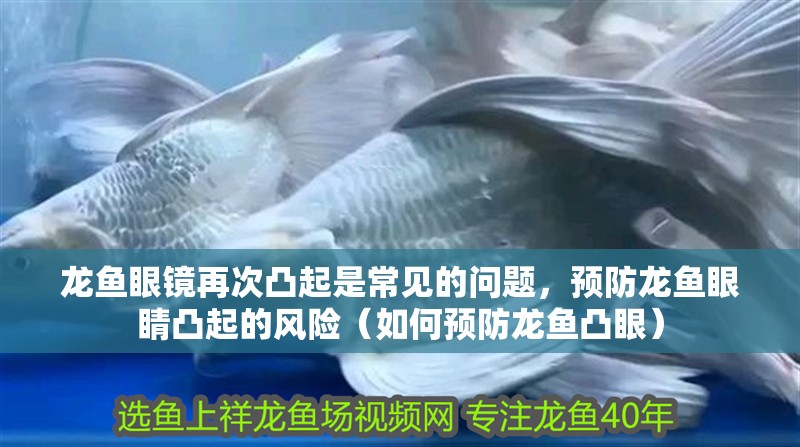 龍魚眼鏡再次凸起是常見的問題，預防龍魚眼睛凸起的風險（如何預防龍魚凸眼）